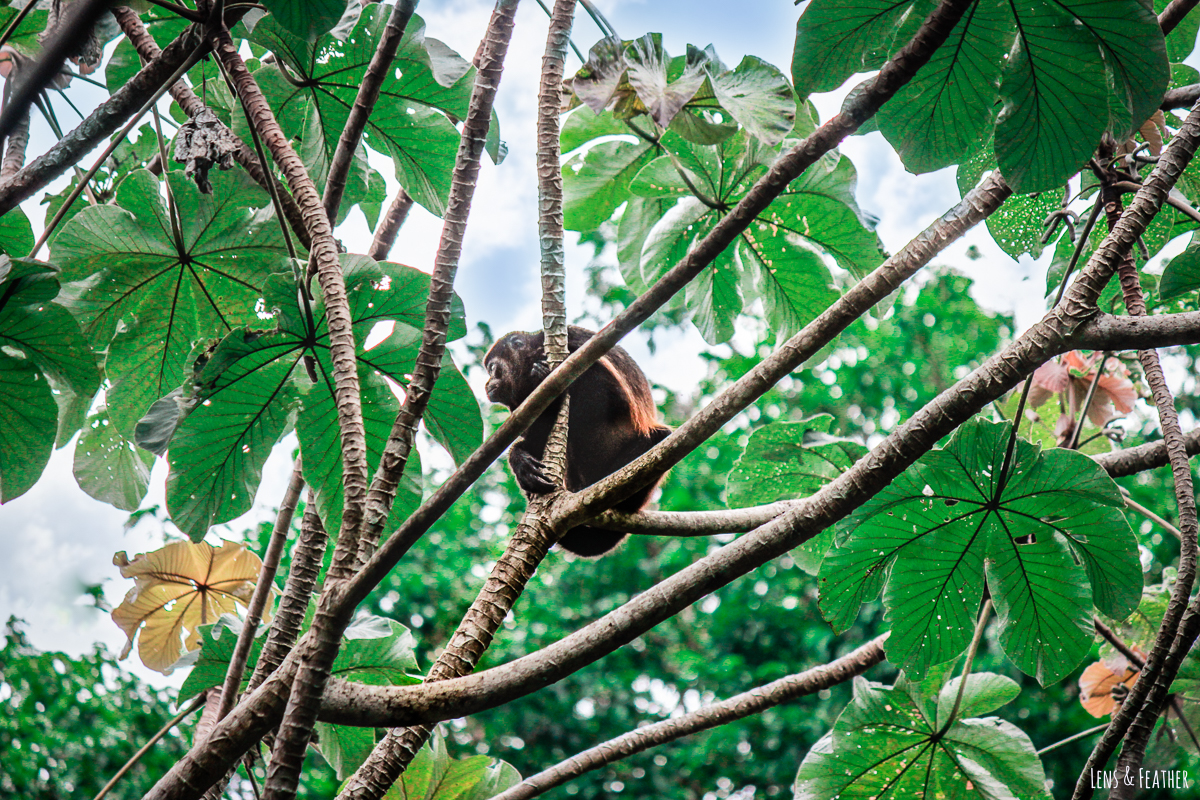 Brüllaffe im Nationalpark Manuel Antonio