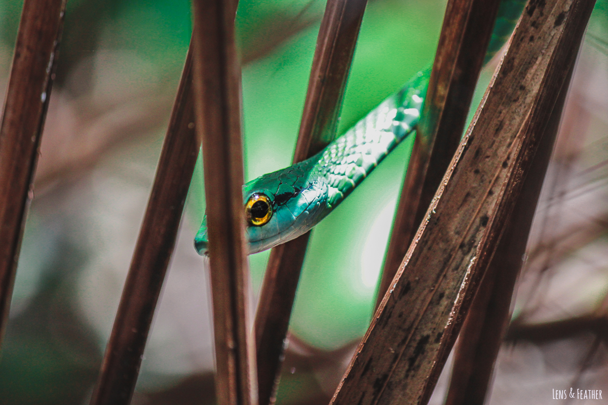 Grüne Viper im Nationalpark Manuel Antonio