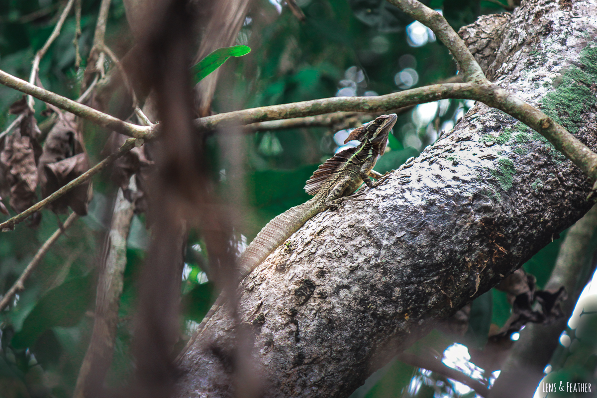 Helmbasilisk im Nationalpark Manuel Antonio