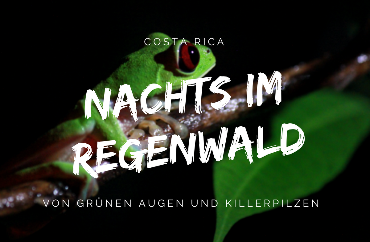 Nachtwanderung im Regenwald von Costa Rica