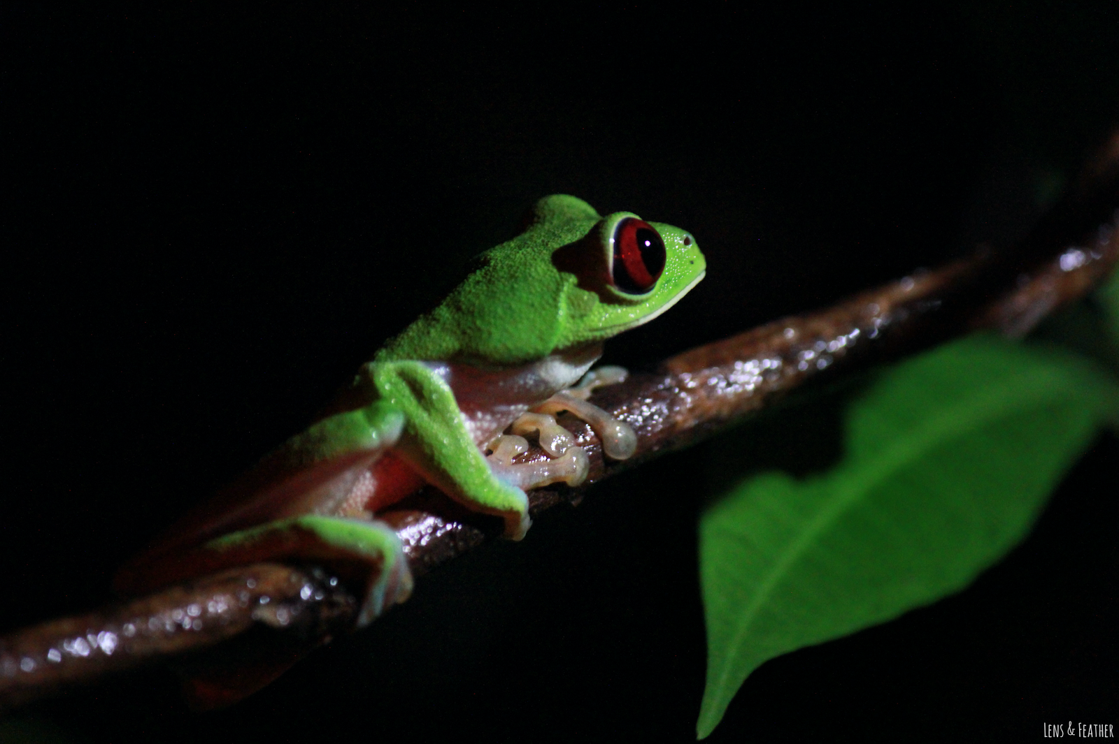 Rotaugenlaubfrosch bei Nacht