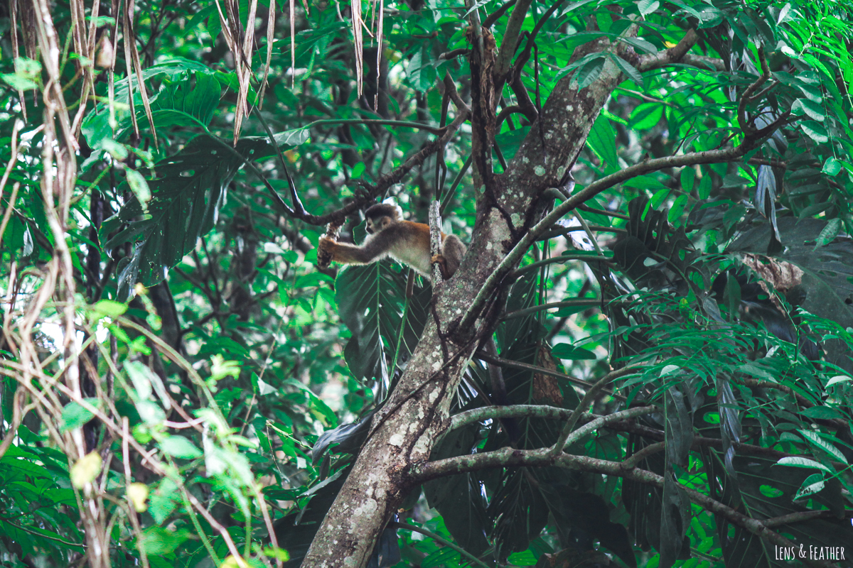 Totenkopfaffe im Nationalpark Manuel Antonio