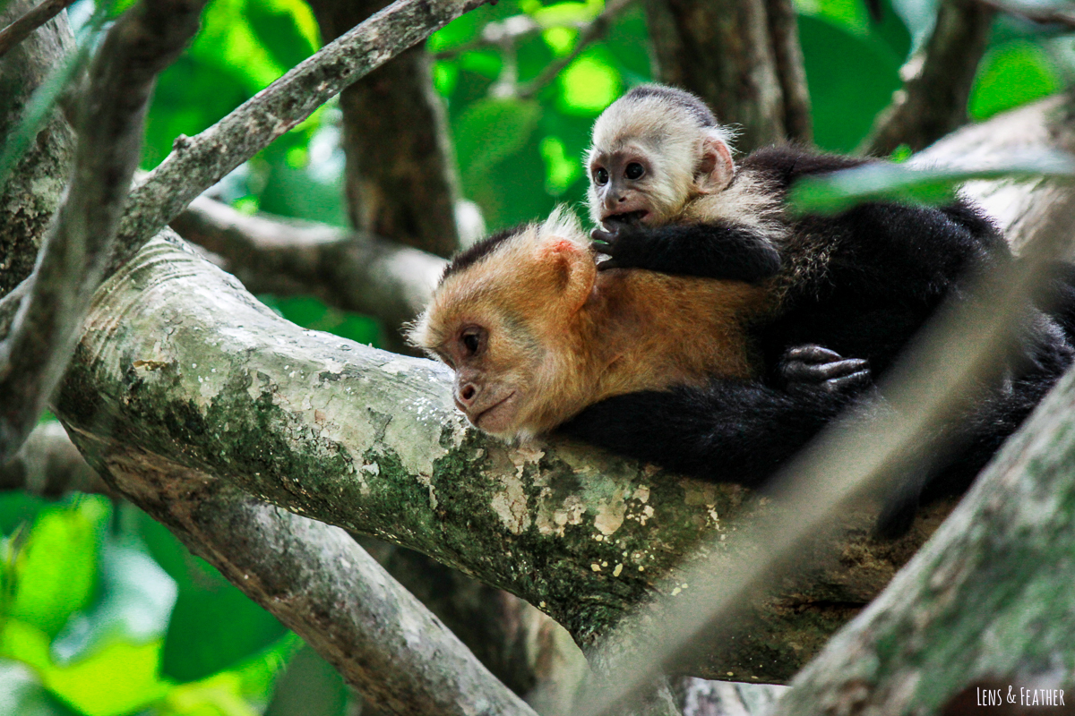 Weißschulterkapuziner Affe mit Baby