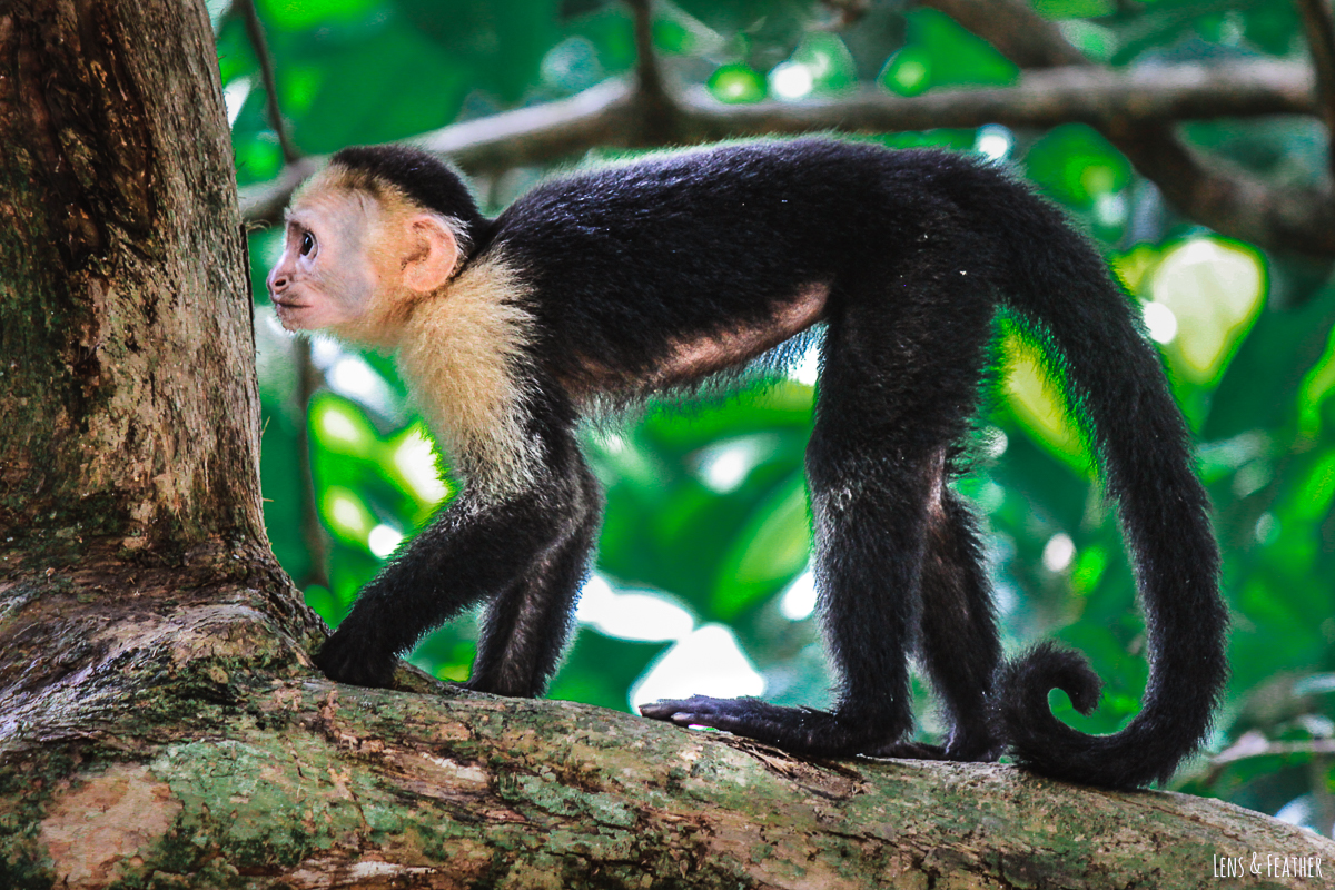 Weißschulterkapuziner Affe im Manuel Antonio Nationalpark