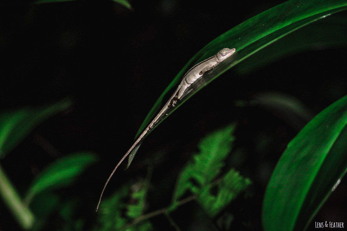 Schlafende Eidechse auf einem Blatt im dunklen Regenwald