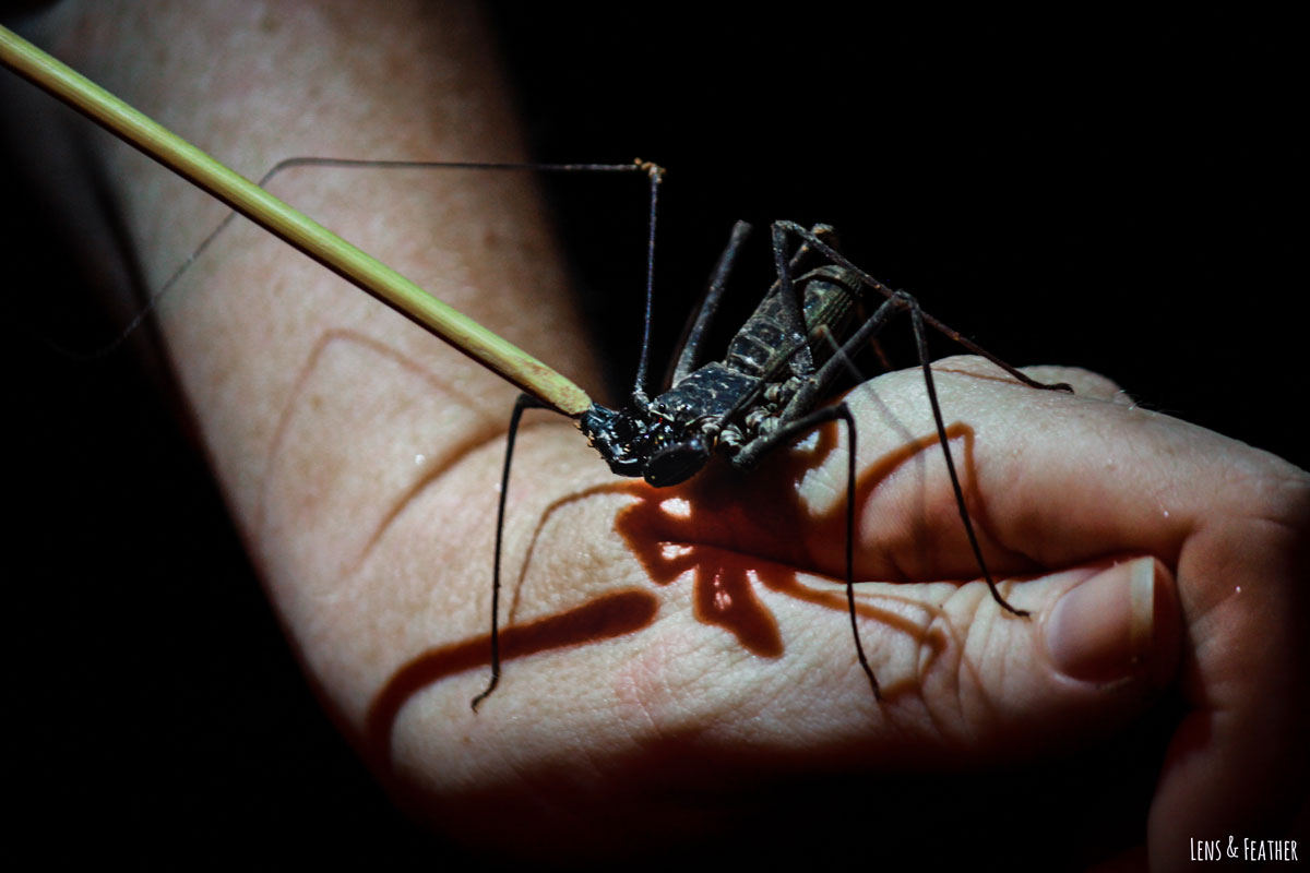 Nachttour Guide hält Geisselspinne in der Hand