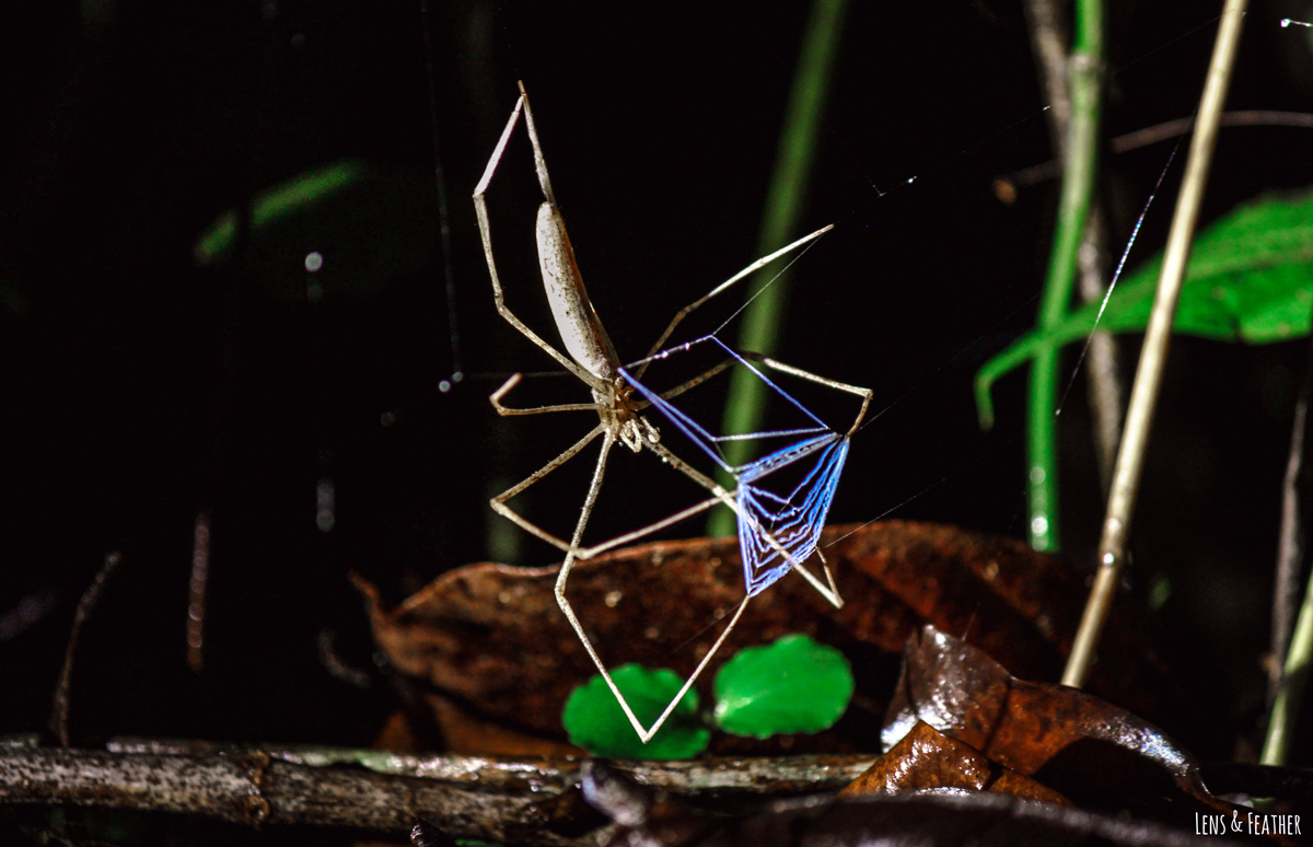 Kescherspinne mit blauem Netz nachts in Costa Rica