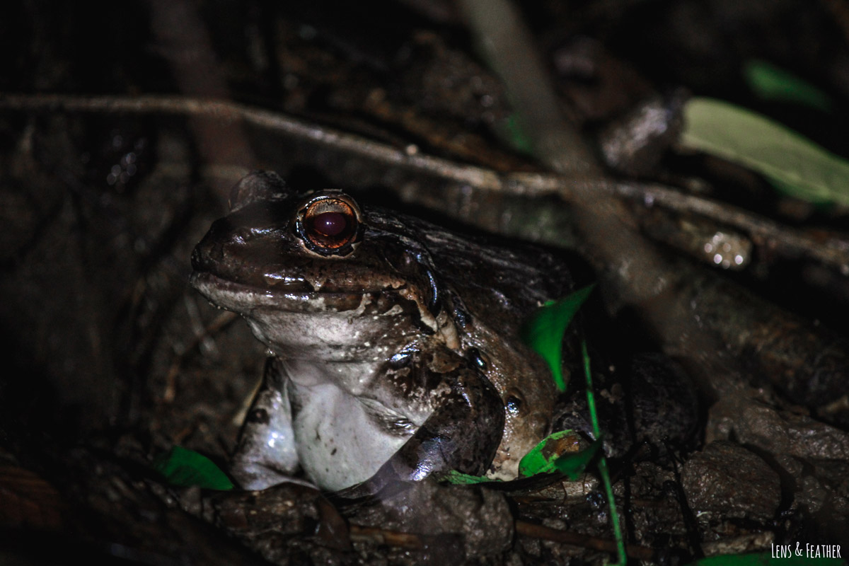 Südamerikanischer Ochsenfrosch bei Nachttour in Costa Rica