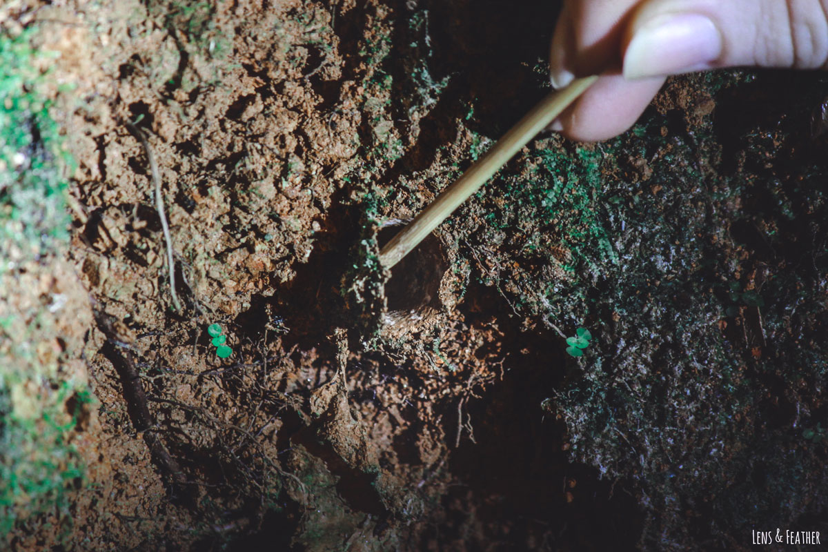 Eingang zu einer Spinnenhöhle im Regenwald Costa Ricas