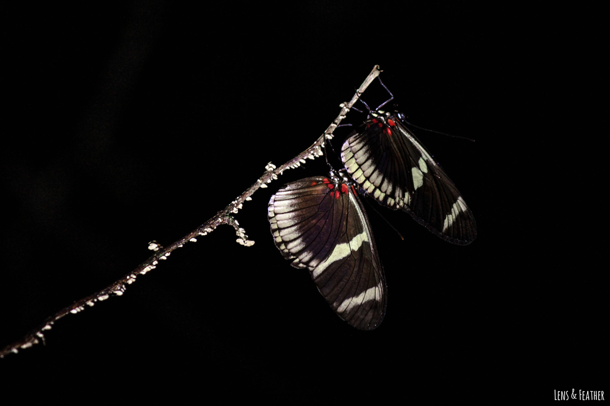 Zwei schlafende Heliconius Schmetterlinge in Costa Rica