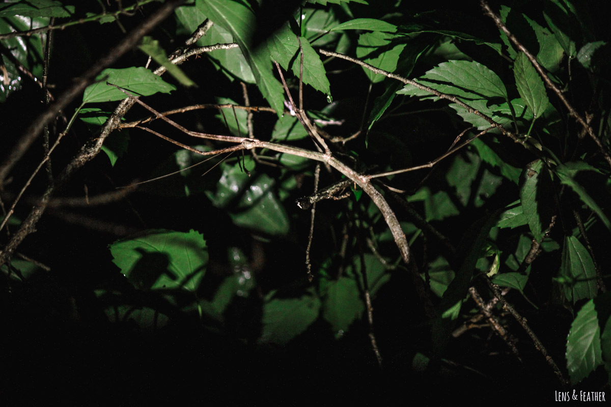 Getarnte Stabschrecke im Geäst des Regenwaldes in Costa Rica bei Nacht