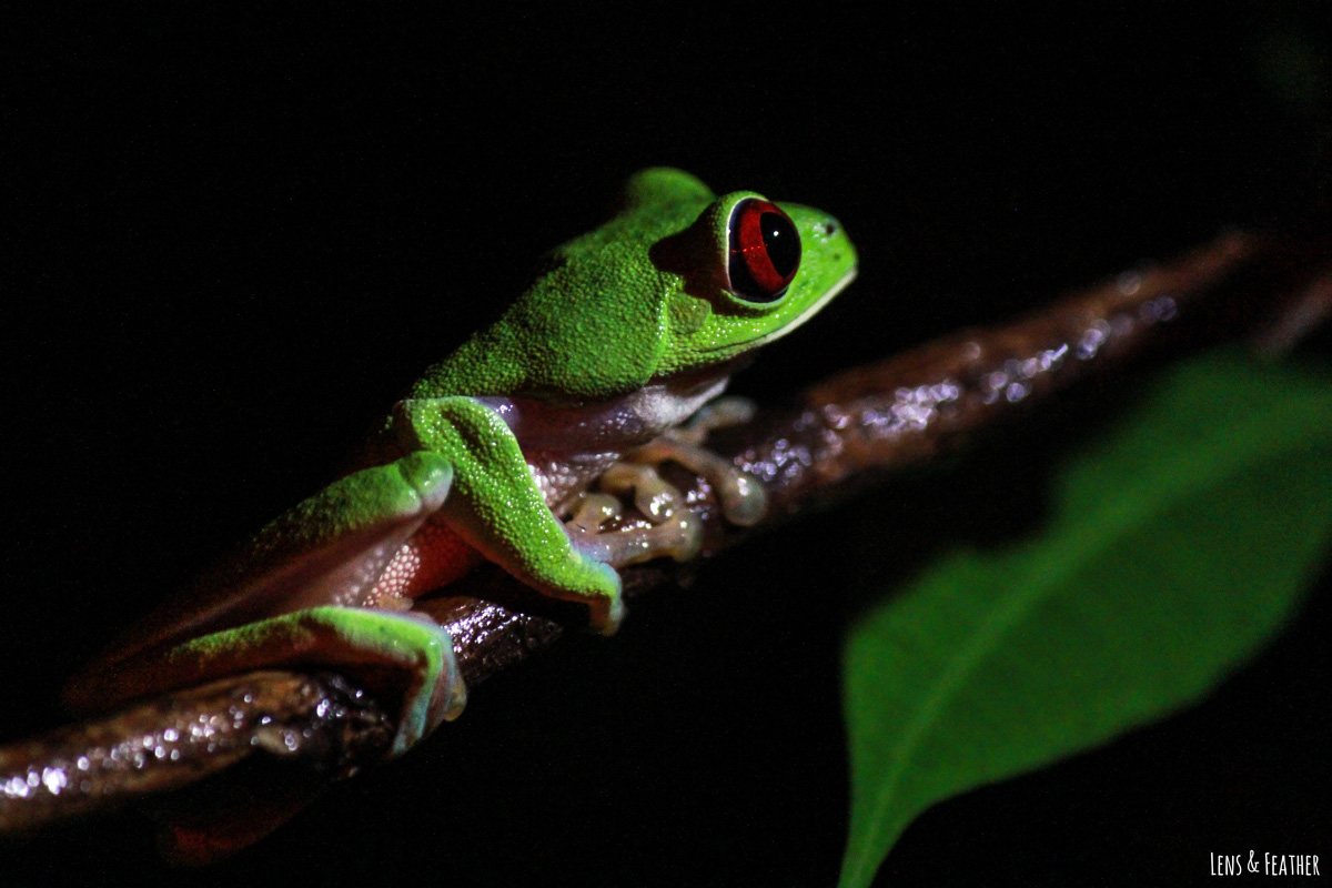 Kleiner Rotaugenlaubfrosch bei Nacht auf einem Ast in Costa Rica