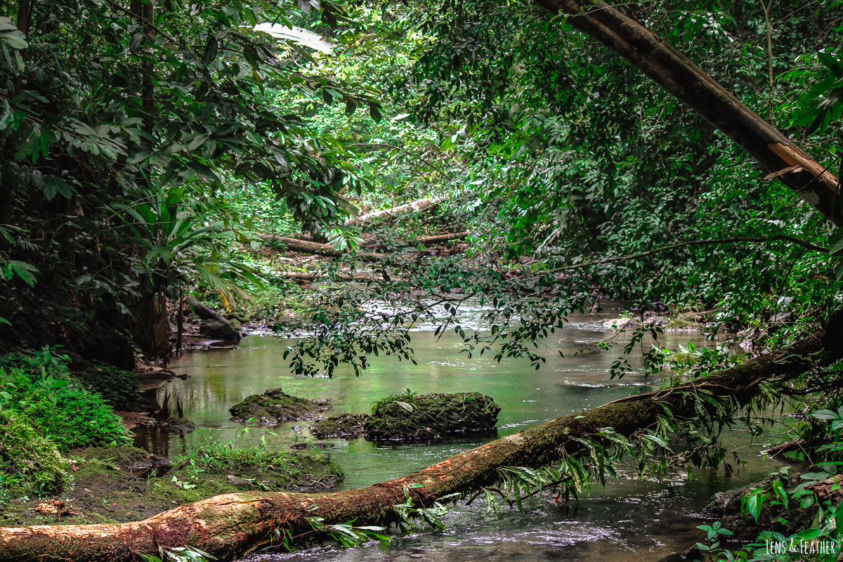 Flussüberquerung im Corcovado Nationalpark
