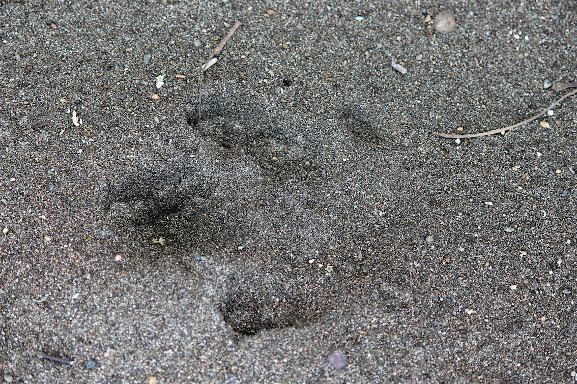 Fußspur eines Tapirs an der San Pedrillo Station