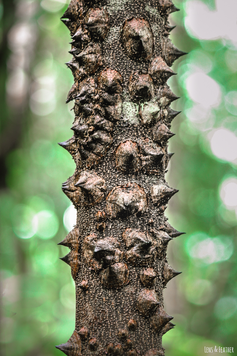 Dorniger Stamm eines Pochote-Baums in Costa Rica