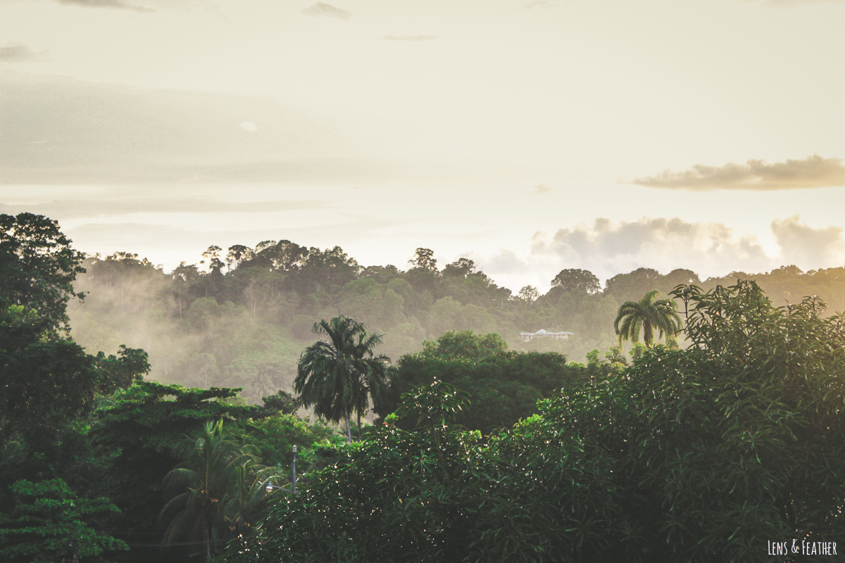 Regenwald in Drake Bay in Costa Rica