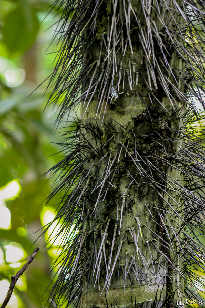 Stachelige Pfirsichpalme im Corcovado Nationalpark
