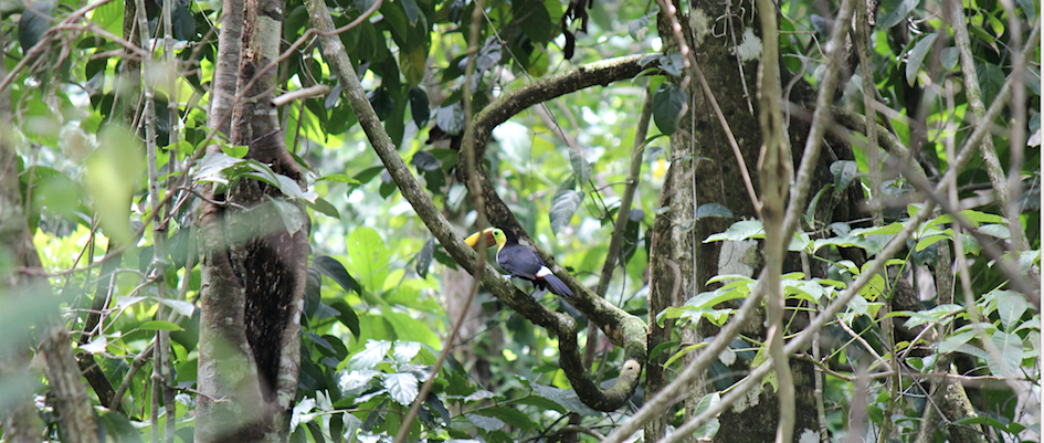 Tukan im Corcovado Nationalpark