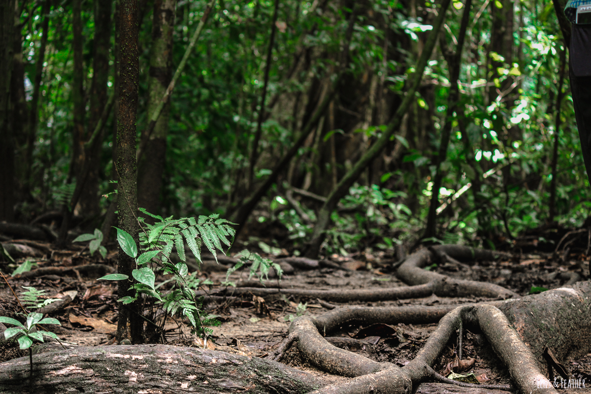 Holprige Wege im Corcovado Nationalpark