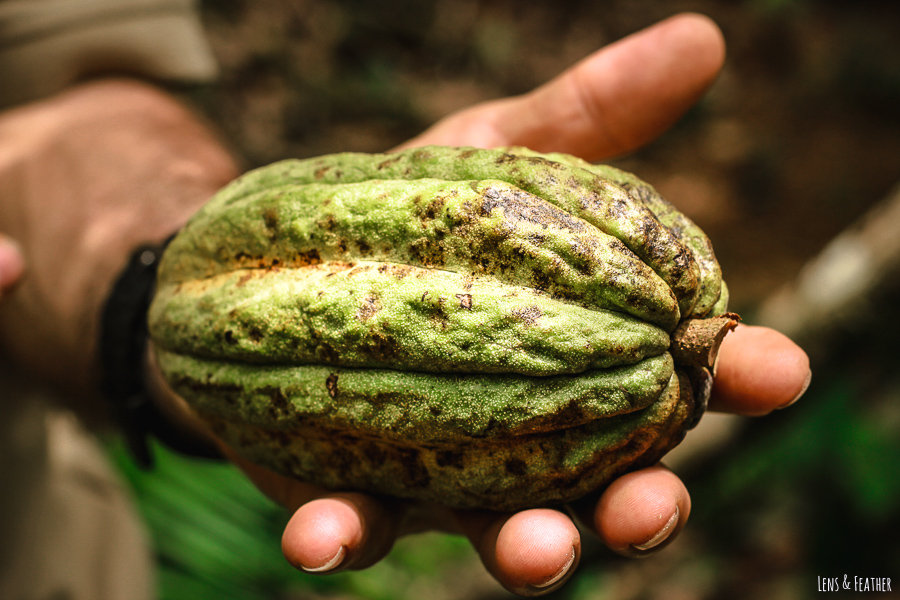 Kakaofrucht in Costa Rica
