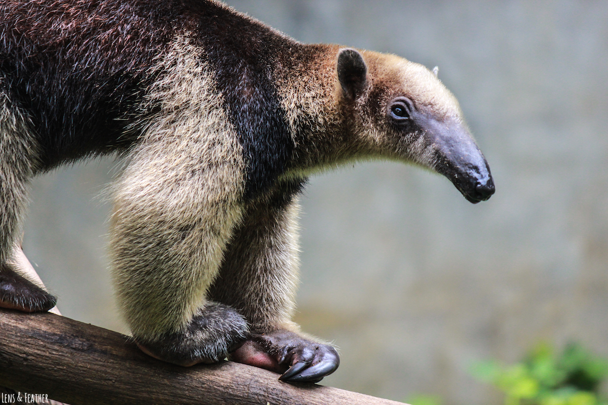 Ameisenbär in Costa Rica