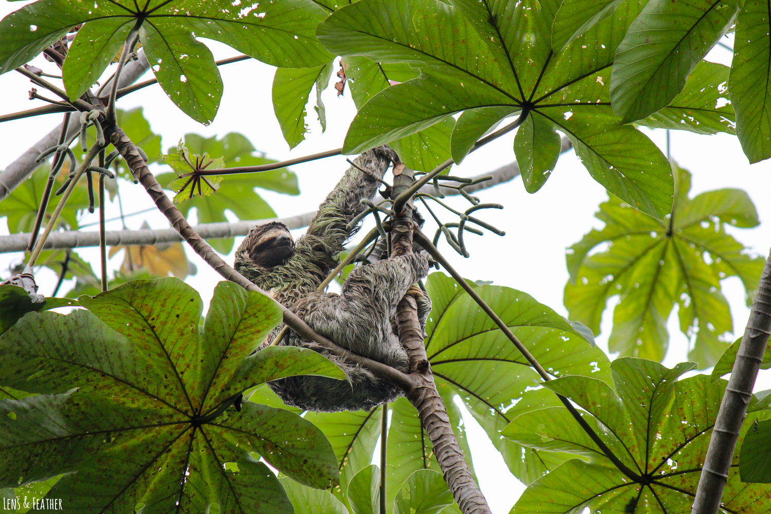 Faultier in Costa Rica