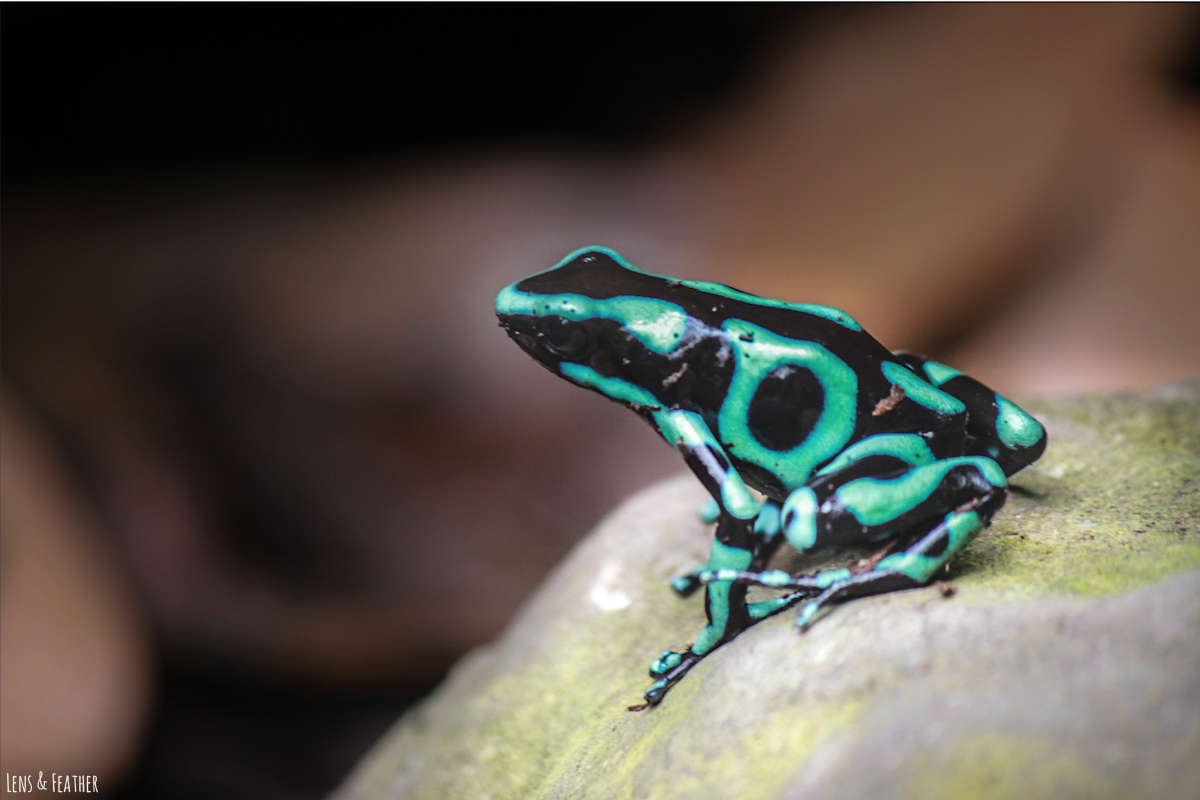 Goldbaumsteiger in Costa Rica