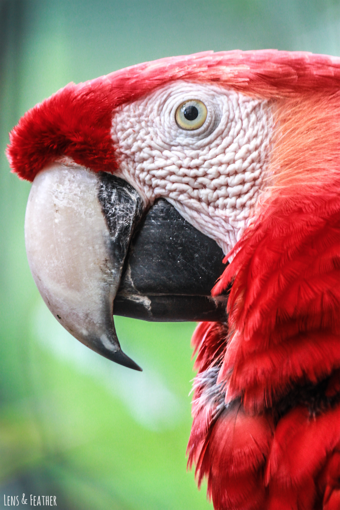 Hellroter Ara in Costa Rica