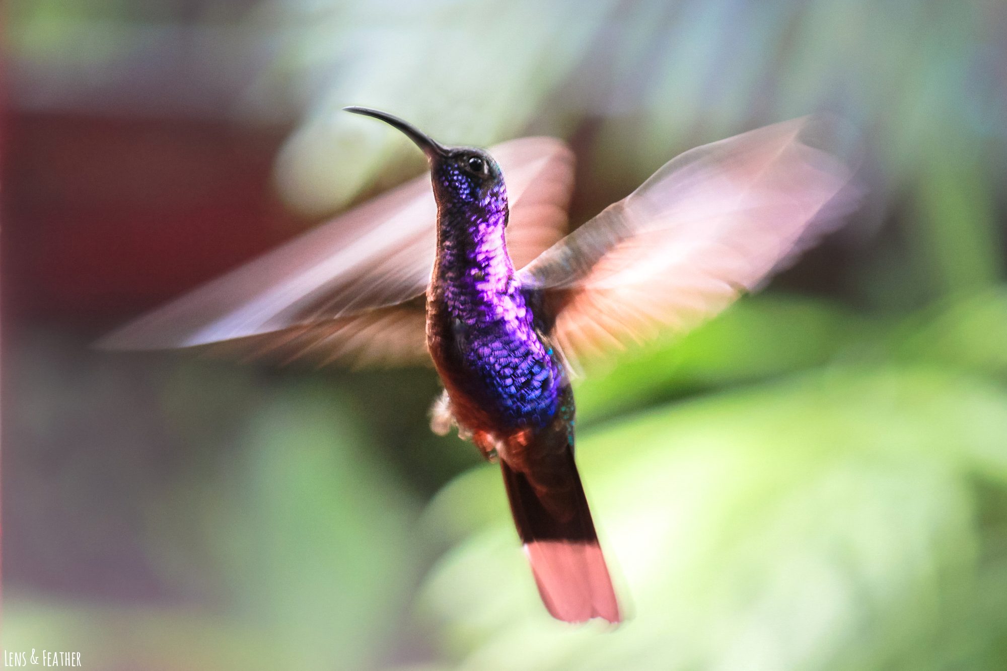 Kolibri in Costa Rica