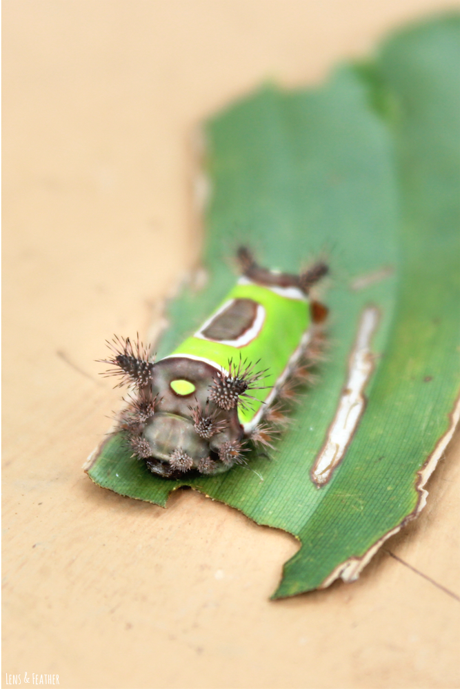 Saddleback Caterpillar in Costa Rica