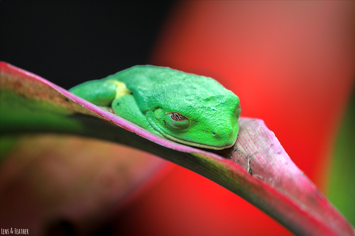 Rotaugenlaubfrosch in Costa Rica