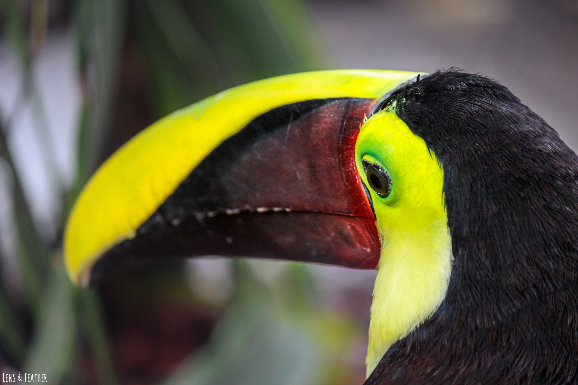 Swainson-Tukan in Costa Rica