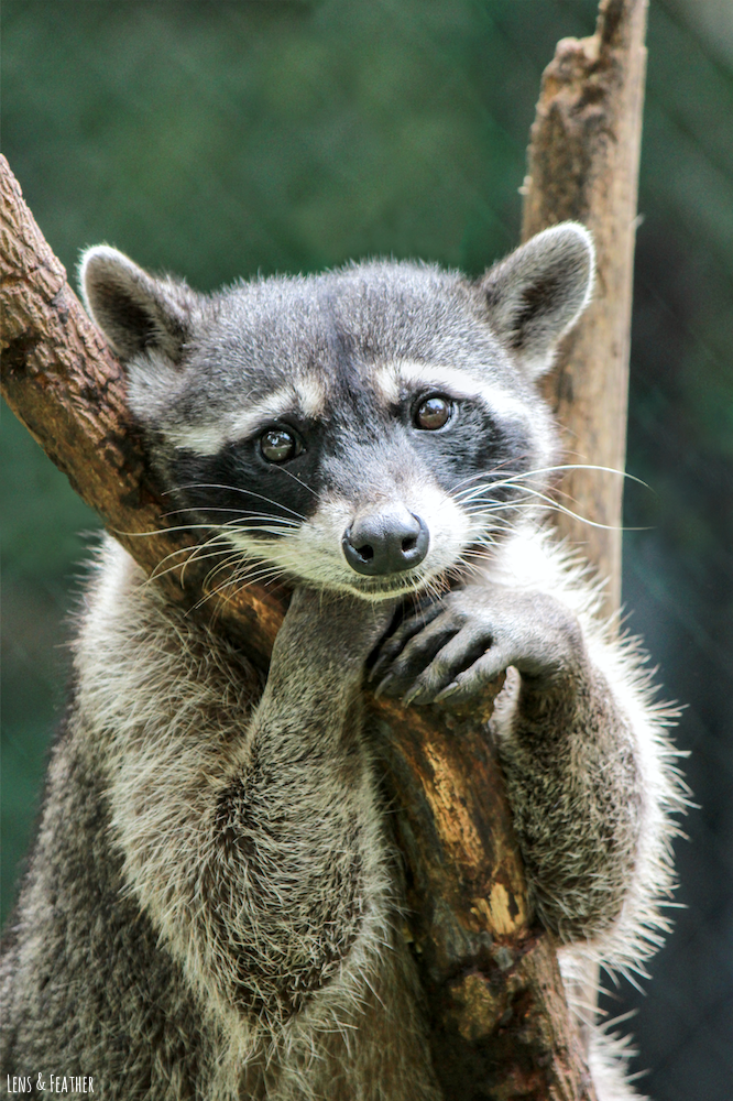 Nordamerikanischer Waschbär in Costa Rica