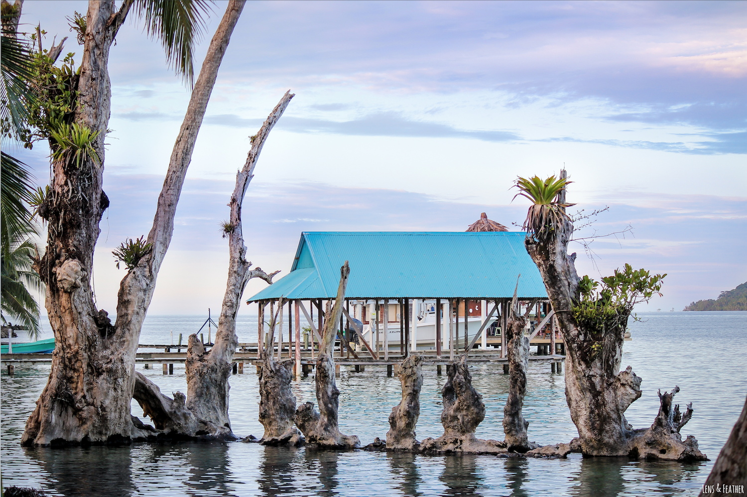 Bäume in Bocas del Toro Panama