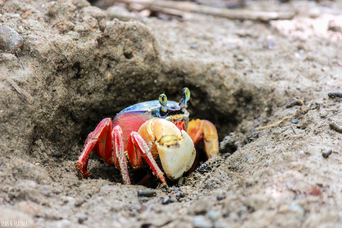 Bunte Landkrabbe in Costa Rica