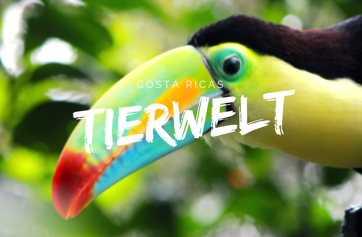 Costa Ricas Tierwelt