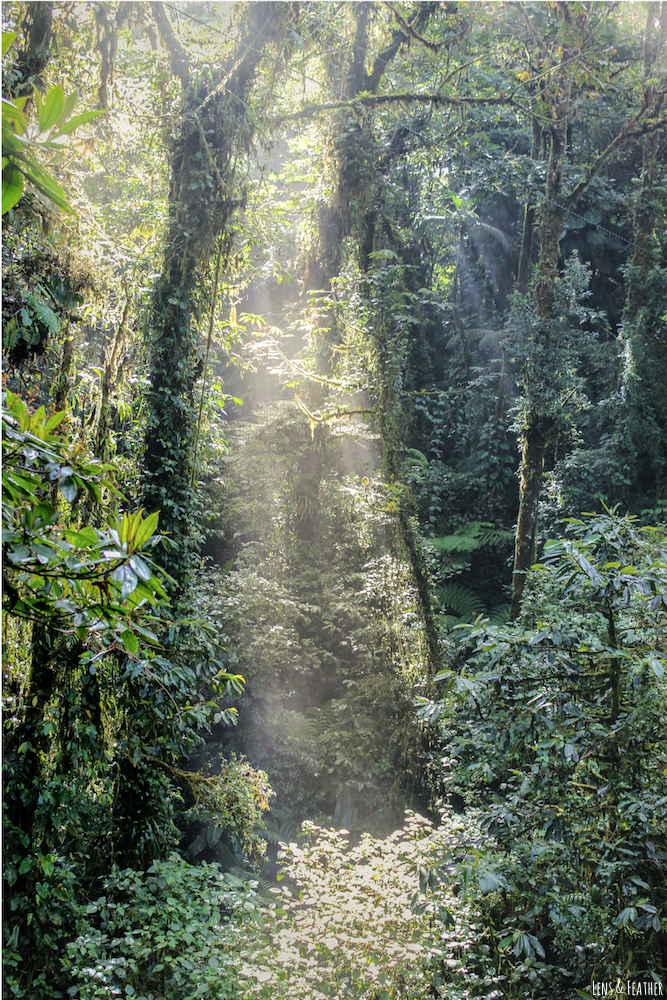 Lichteinfall im Regenwald in Panama