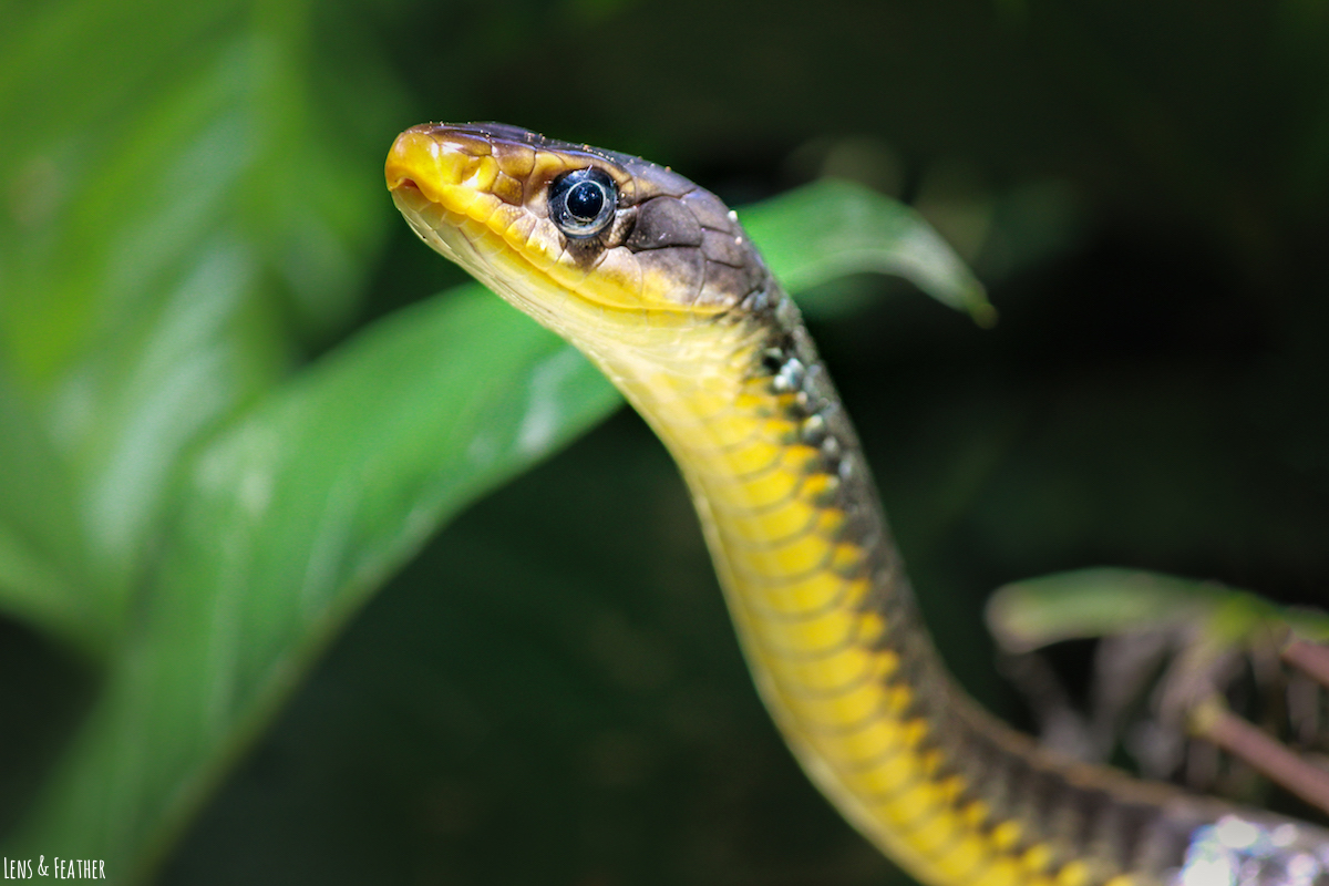 Schlange in Costa Rica