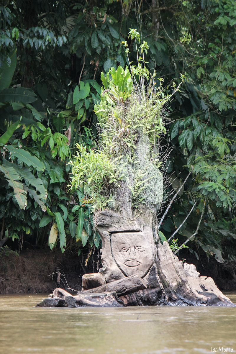 Baumgesicht im Tortuguero Kanal Costa Rica