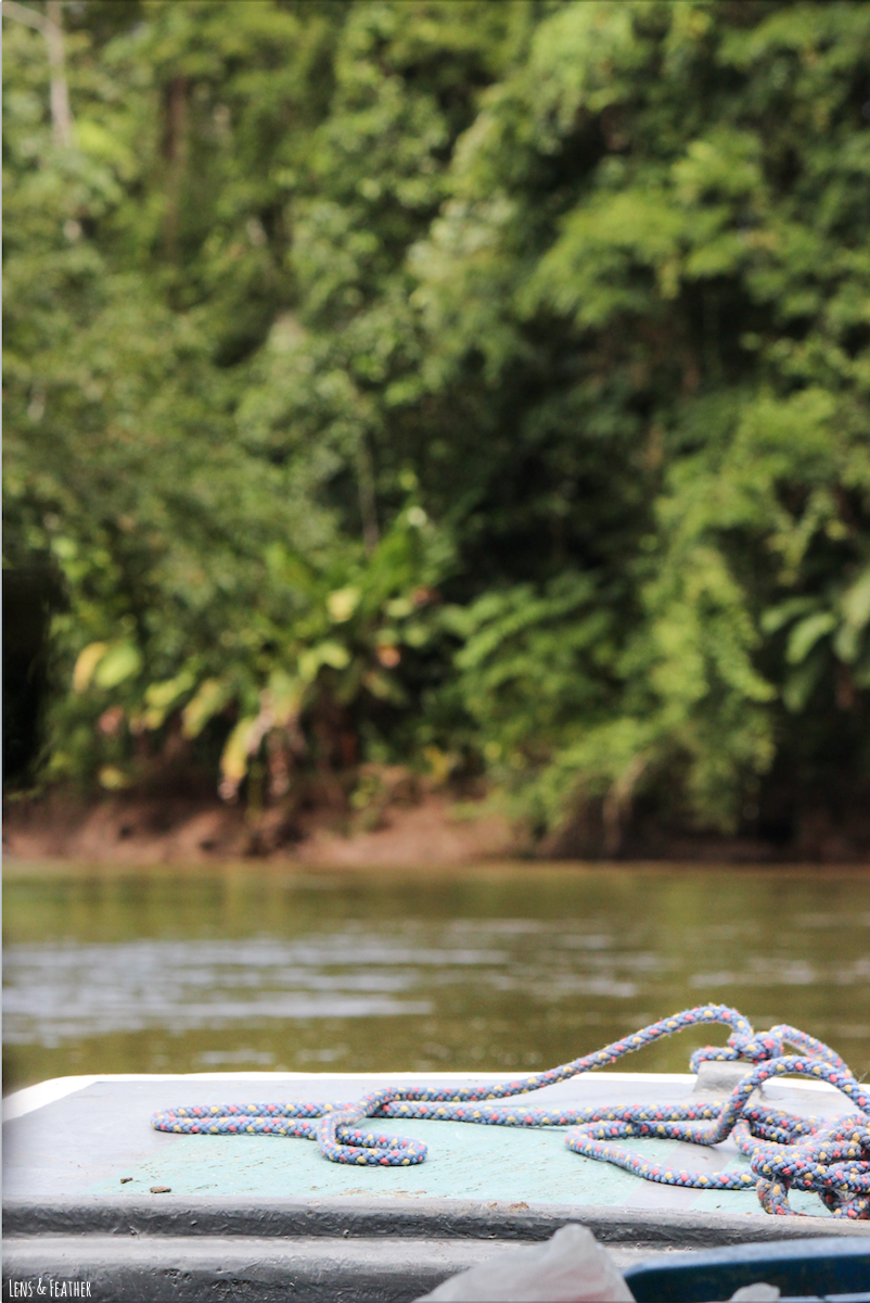 Entdeckungsfahrt auf dem Tortuguero Kanal Costa Rica