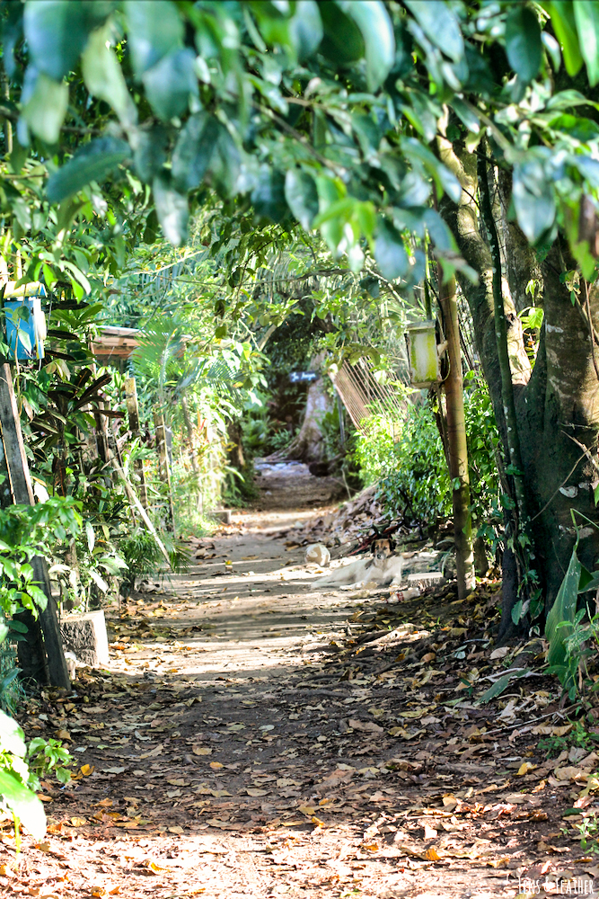 Kleine Straße in Tortuguero Costa Rica