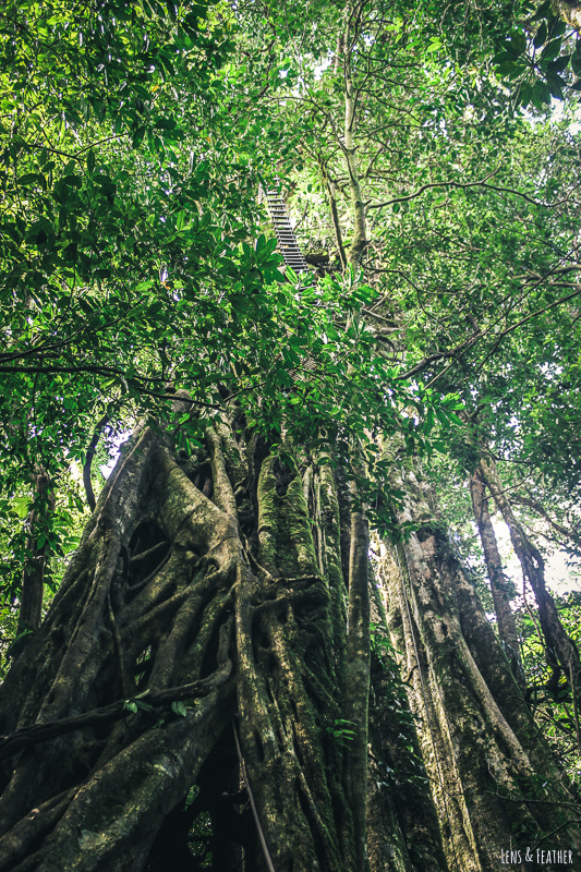Alter Feigenbaum beim Canopy in Monteverde