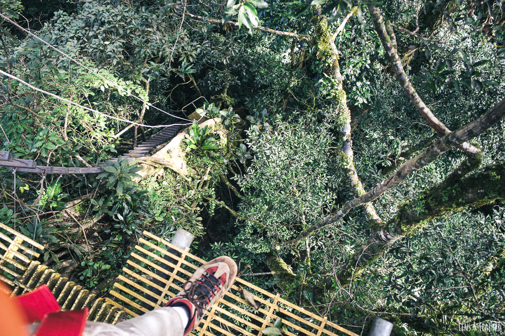 Aussicht von der Canopy Plattform in Monteverde