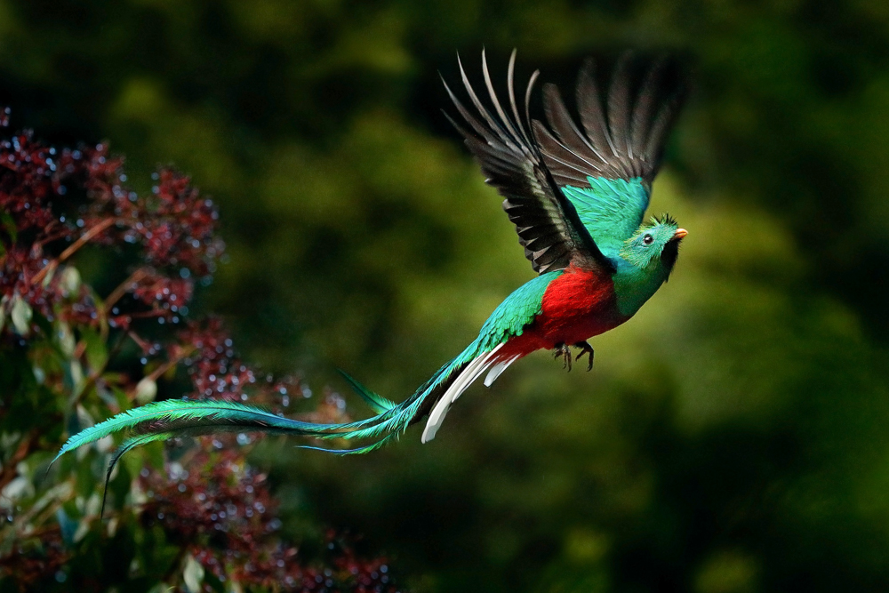 Fliegender Quetzal in Monteverde