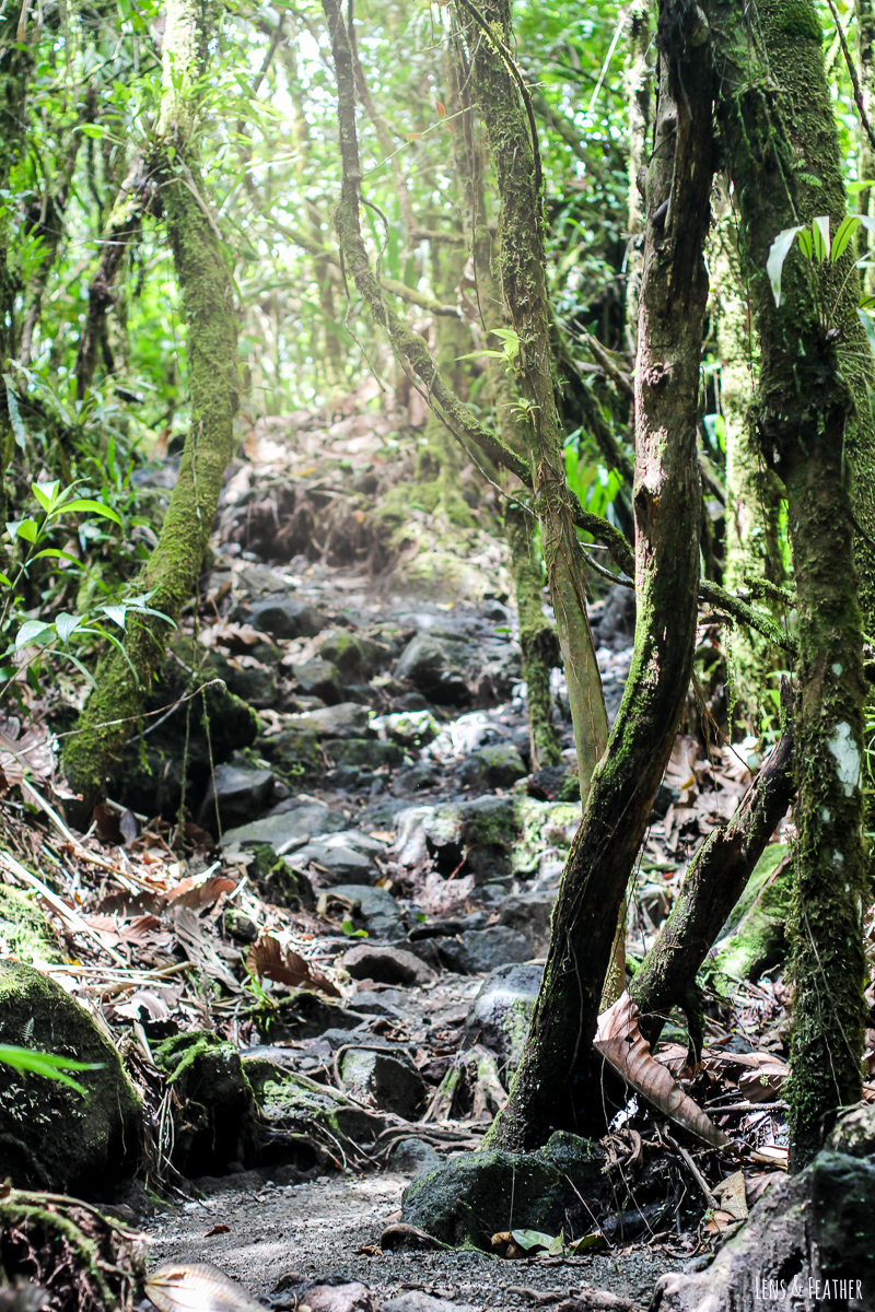 Unebener Abschnitt auf dem Bosque Trail