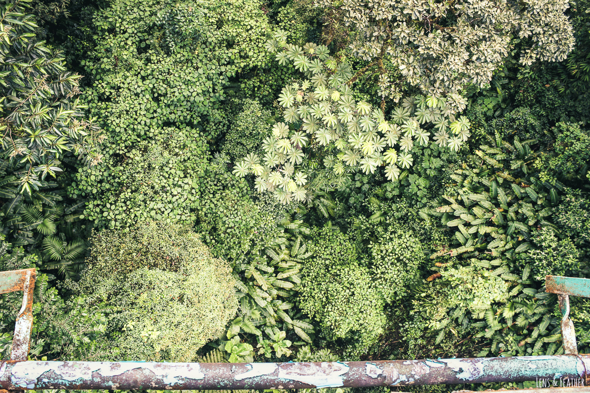 Über den Baumkronen von Monteverdes Nebelwald in Costa Rica