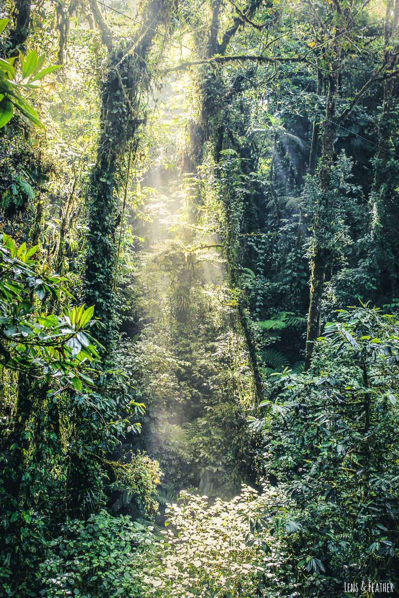 Nebelwald Monteverde Costa Rica