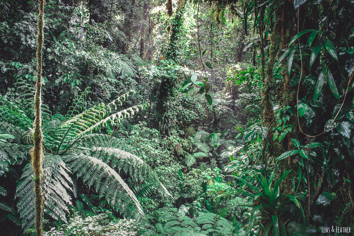 Dichter Nebelwald in Monteverde