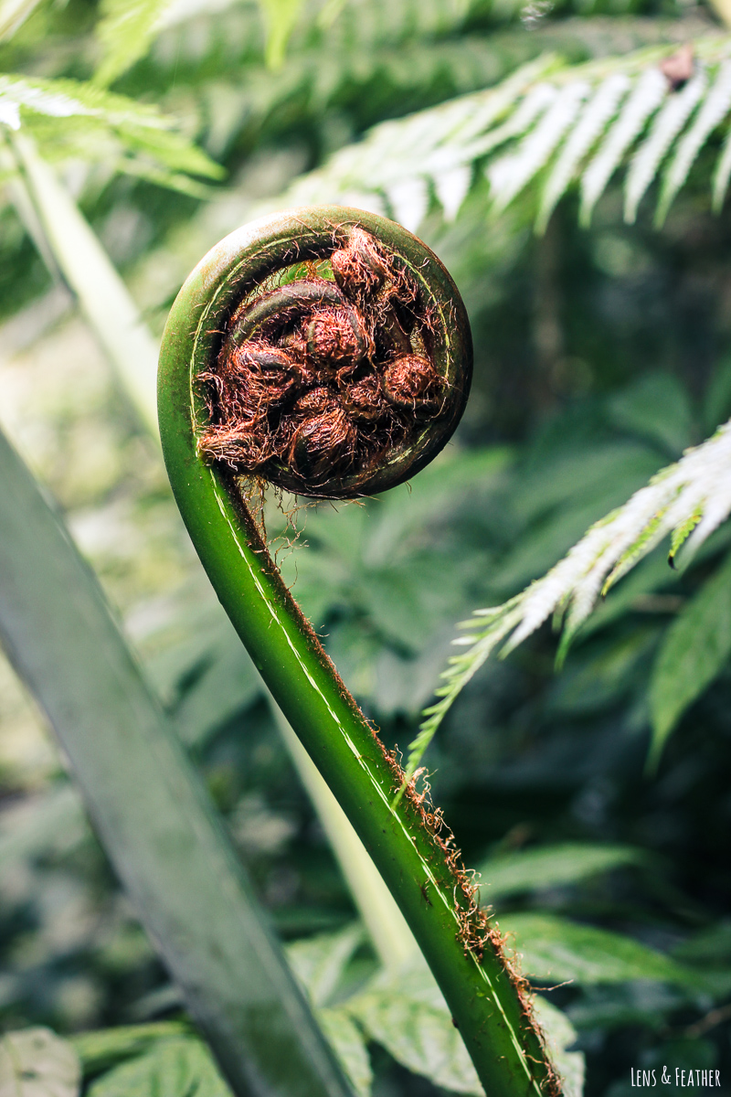 Pflanze im Nebelwald von Monteverde