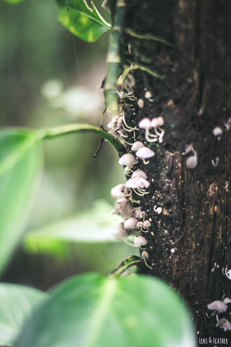 Pilze im Nebelwald von Monteverde in Costa Rica